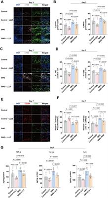 LLLT accelerates experimental wound healing under microgravity conditions via PI3K/AKT-CCR2 signal axis